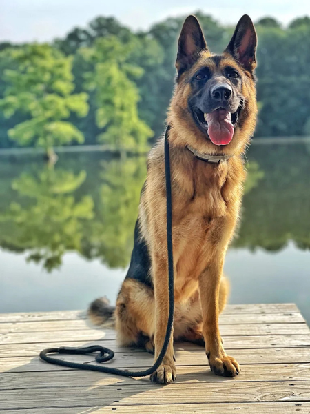 Off Leash K9 Training shares Fourth of July safety tips for Delaware dog owners
