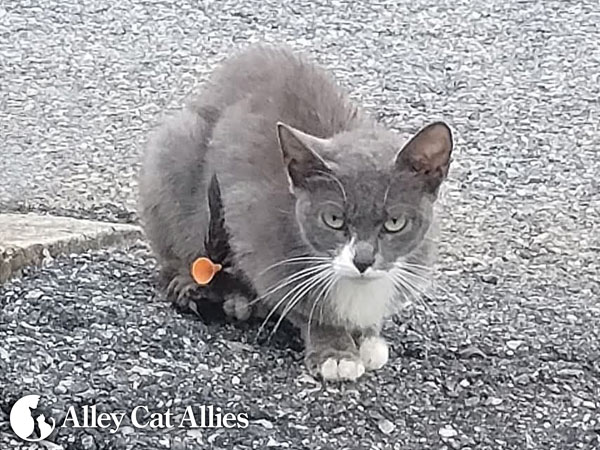 Alley Cat Allies offers reward for information in North Carolina cat cruelty case