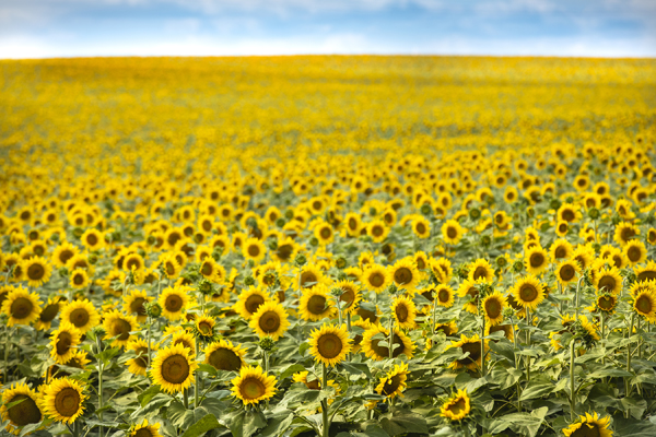 North Dakota opens annual sunflower viewing season across prairie fields