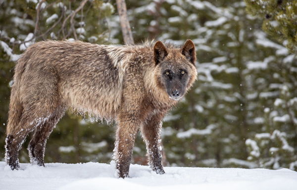 Yellowstone Forever opens registration for fall and winter educational programs
