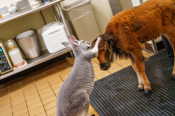 Bison calf and Kangaroo bond at six flags great adventure in New Jersey