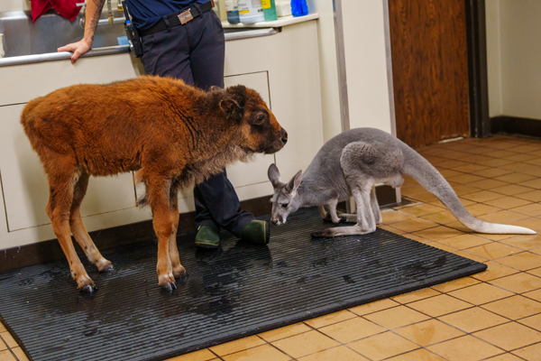 Bison calf and Kangaroo bond at six flags great adventure in New Jersey