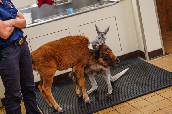 Bison calf and Kangaroo bond at six flags great adventure in New Jersey