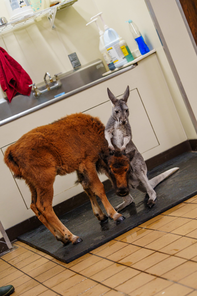 Bison calf and Kangaroo bond at six flags great adventure in New Jersey