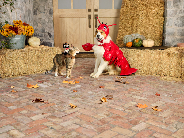 PetSmart halloween pet costumes