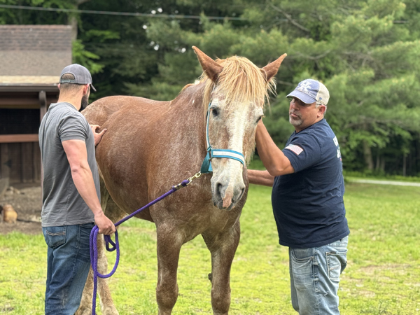 Paws of War launches initiative to rescue horses from slaughter and support veterans