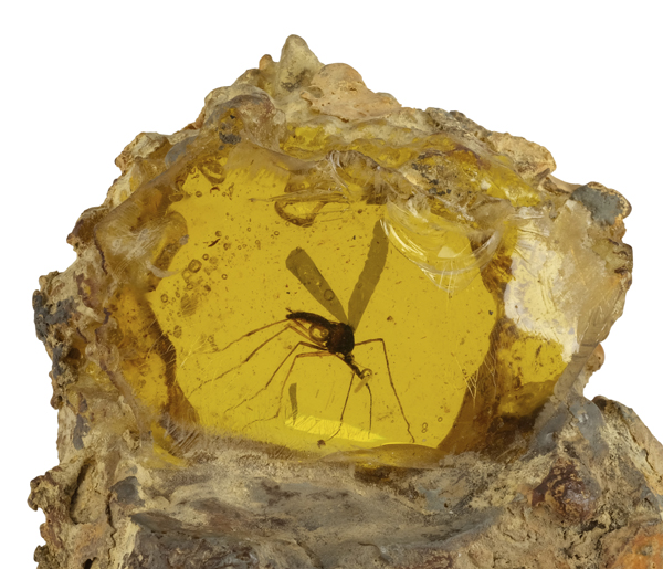 Jurassic park fossil auction
