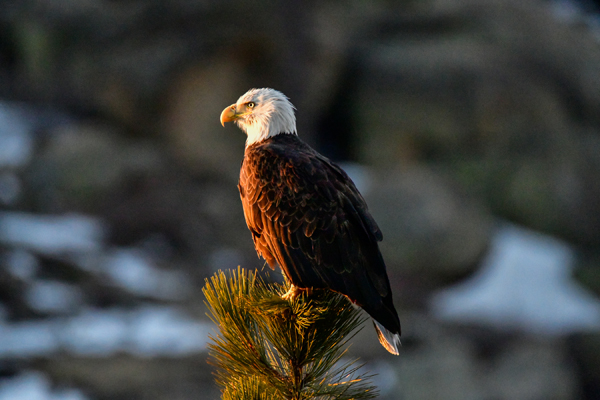 Jackie the bald eagle, whose life in Big Bear Valley inspired millions of viewers around the world, will be honored during Wings Over Big Bear, Oct. 3-4.