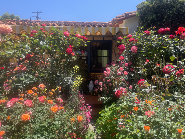 The San Diego World Rose Symposium, will feature optional tours of many beautiful San Diego gardens, including this Kensington rose garden at the home of Natalie Stout. Photo by Natalie Stout